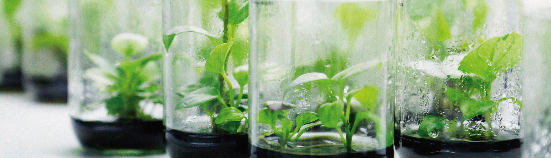 Kalk für Life Science - Lebensmittel- & trinkwasserzertifizierter Kalk